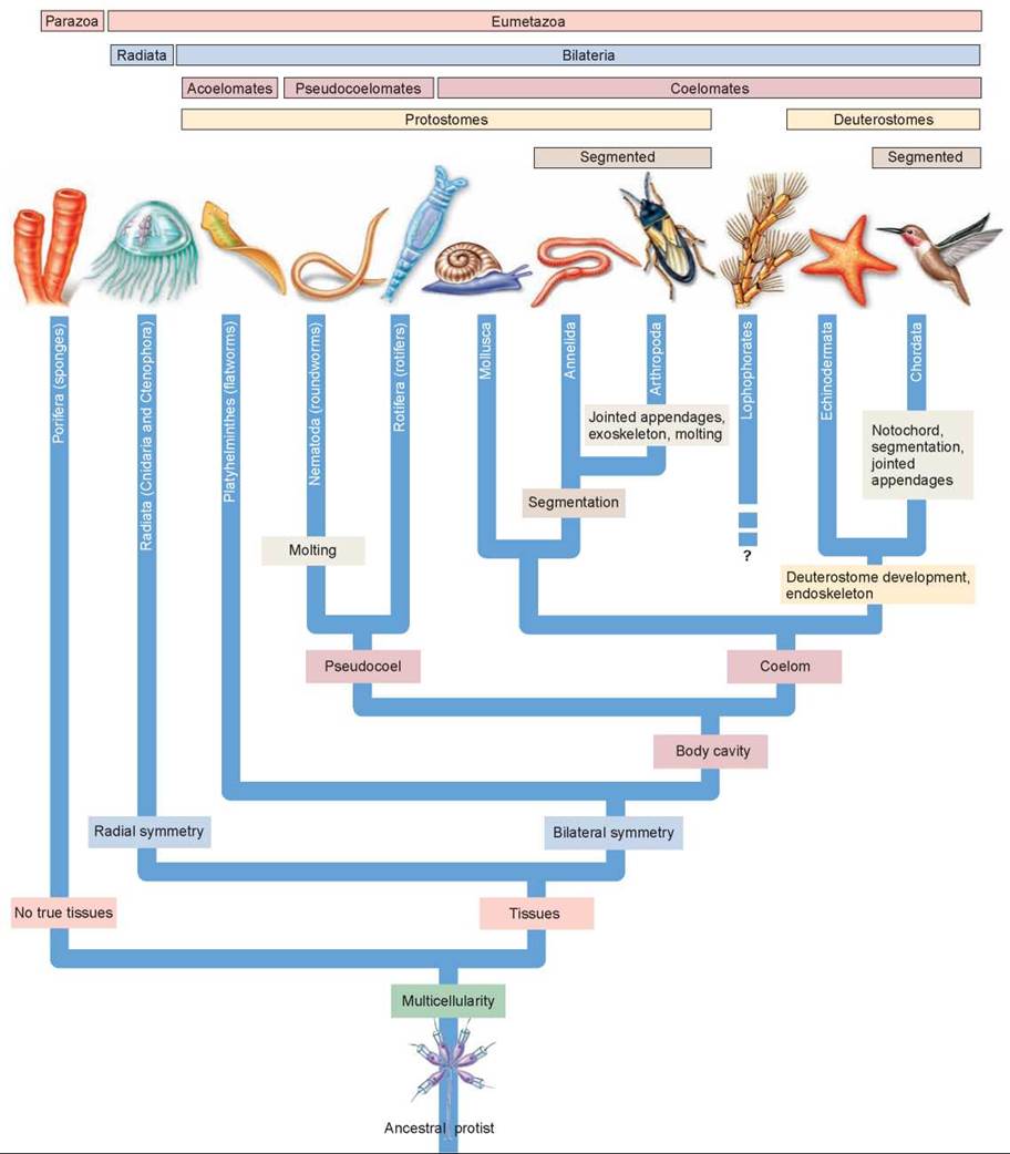 Post 20 - Evolutionary Tree